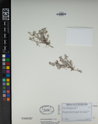 Ancistrocarphus filagineus image