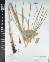 Cyperus involucratus image