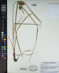 Cyperus odoratus image