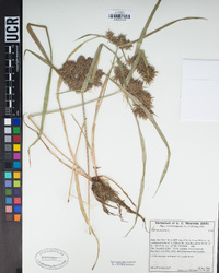 Cyperus odoratus image