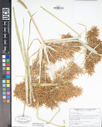 Cyperus odoratus image