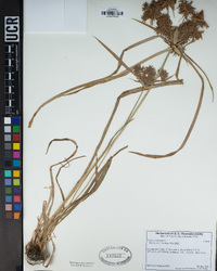 Cyperus odoratus image