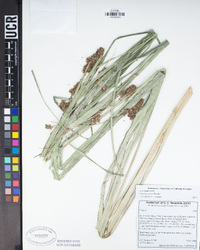 Cyperus owanii image