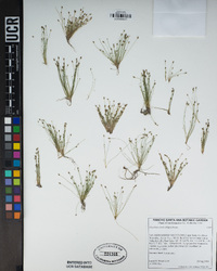 Eleocharis bella image