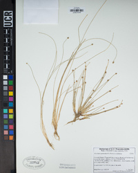 Eleocharis geniculata image