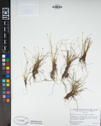 Eleocharis geniculata image