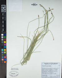 Eleocharis macrostachya image