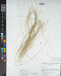 Eleocharis montevidensis image