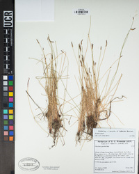 Eleocharis parishii image