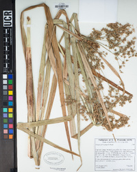 Scirpus microcarpus image