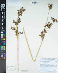 Juncus acutus subsp. leopoldii image