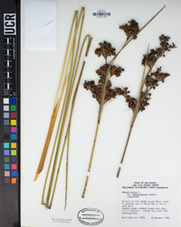 Juncus acutus subsp. leopoldii image