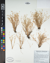 Juncus bufonius image