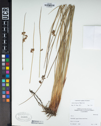 Juncus hesperius image