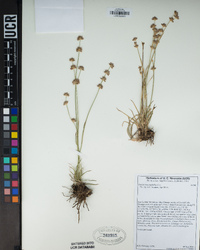 Juncus macrophyllus image