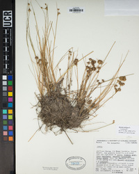 Juncus nodosus image