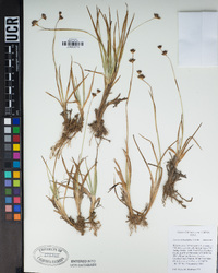 Juncus orthophyllus image