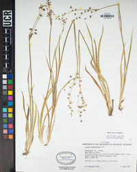 Juncus oxymeris image