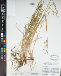 Juncus oxymeris image