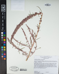 Amaranthus fimbriatus image