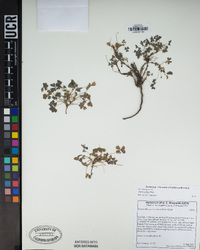 Oxalis pilosa image