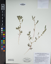 Amaranthus torreyi image