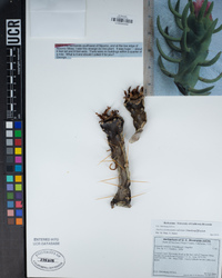 Austrocylindropuntia subulata image