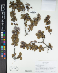 Ceanothus pinetorum image