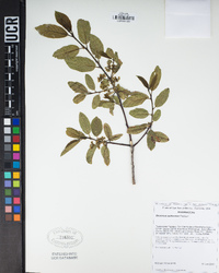 Frangula californica image