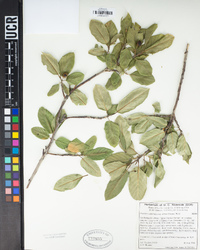 Frangula californica subsp. ursina image