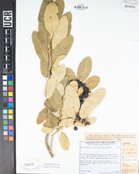 Frangula californica subsp. crassifolia image