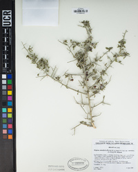 Ziziphus obtusifolia var. canescens image