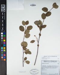 Amelanchier utahensis image