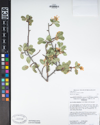 Amelanchier utahensis image