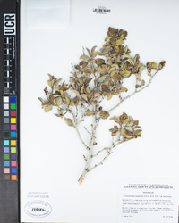 Cercocarpus betuloides var. betuloides image