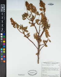 Chamaebatiaria millefolium image