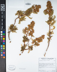 Chamaebatiaria millefolium image