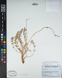 Potentilla anserina subsp. anserina image