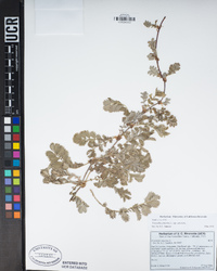 Potentilla anserina subsp. anserina image