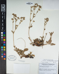 Potentilla gracilis image