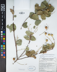 Prunus ilicifolia image