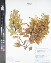 Prunus ilicifolia subsp. ilicifolia image