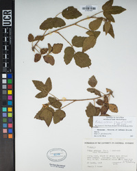 Rubus ursinus image