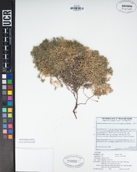 Galium andrewsii subsp. intermedium image