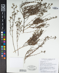 Galium angustifolium image