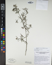 Galium angustifolium image