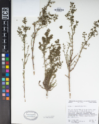 Galium angustifolium image