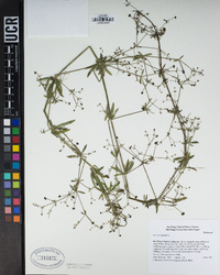 Galium aparine image