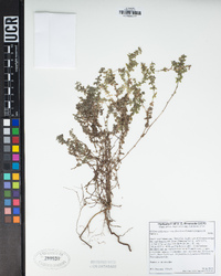 Galium californicum subsp. flaccidum image