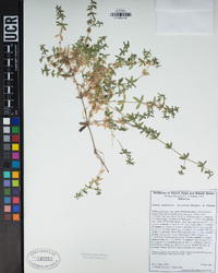 Galium californicum image